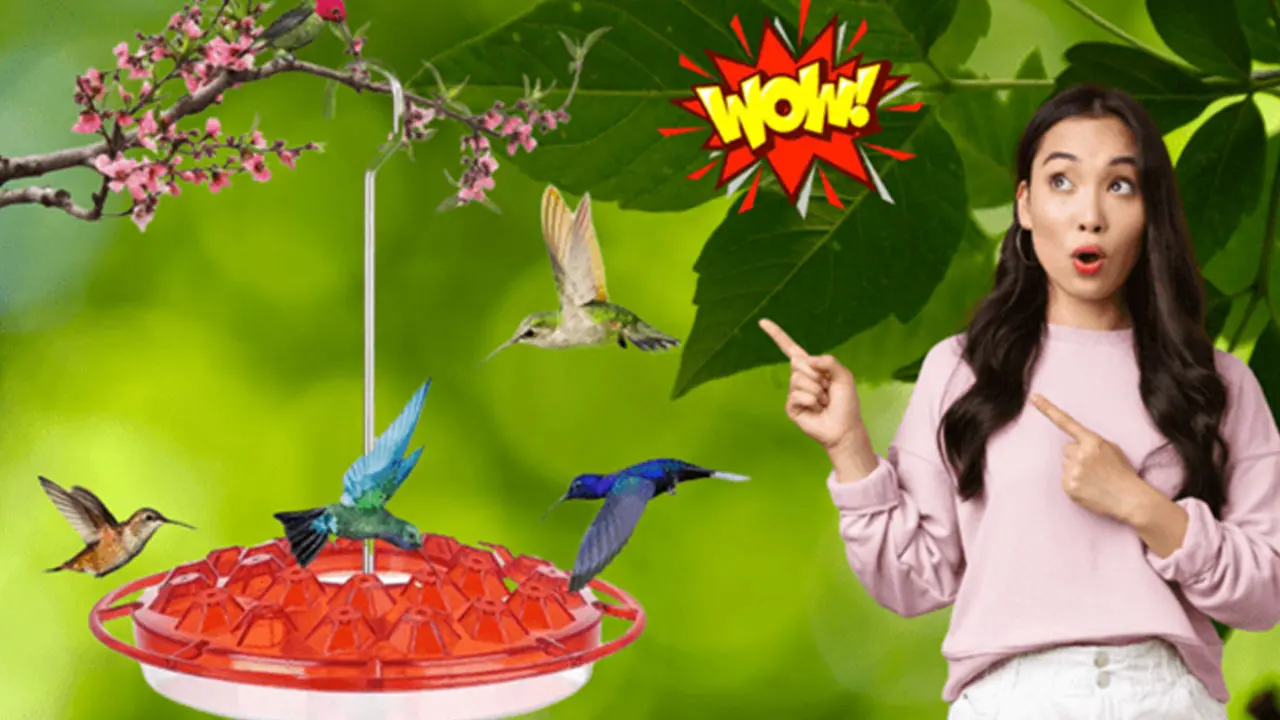 benefits of Sherem Hummingbird Feeder